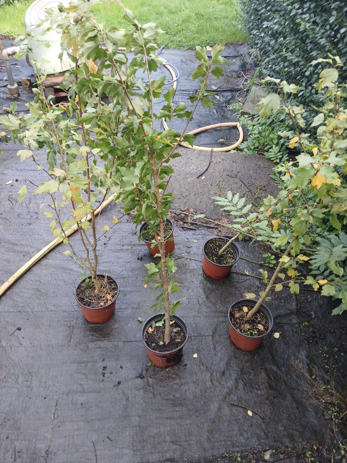 hibiscus struiken, Ophalen, Overige soorten, Struik, 100 tot 250 cm
