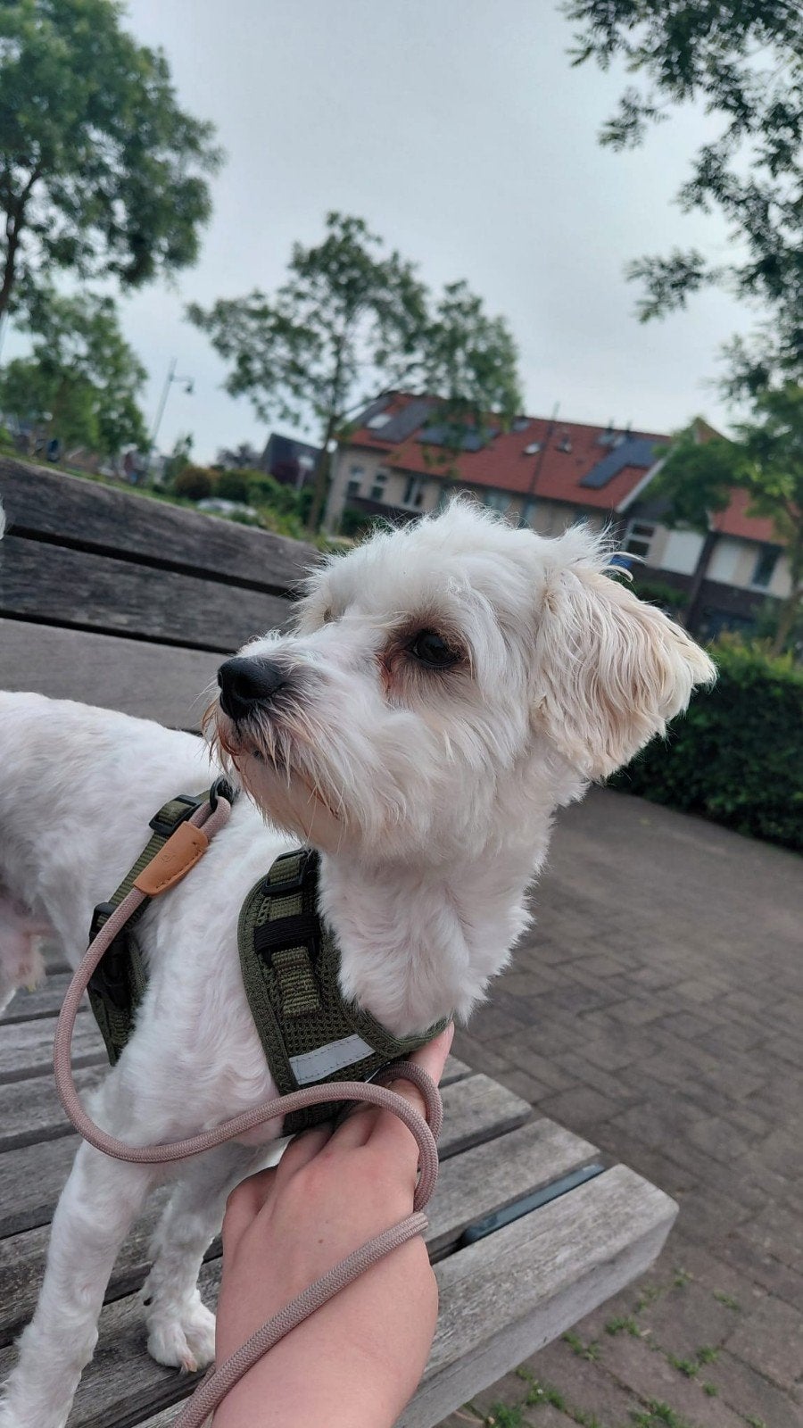 Lieve maltipoo zoekt met spoed een liefdevol huis, Dieren en Toebehoren, Honden | Niet-rashonden, Reu, 1 tot 2 jaar, Eén hond