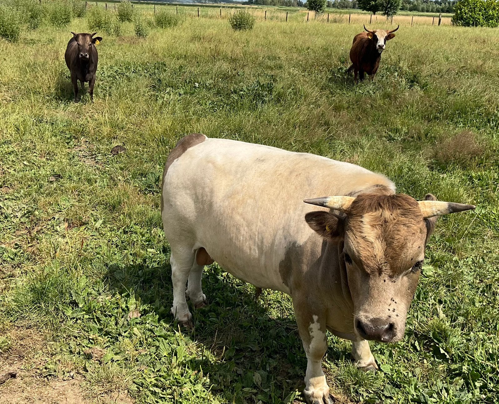 Dwerg runderen 1 stiertje en 2 koetjes, Meerdere dieren, 3 tot 6 jaar