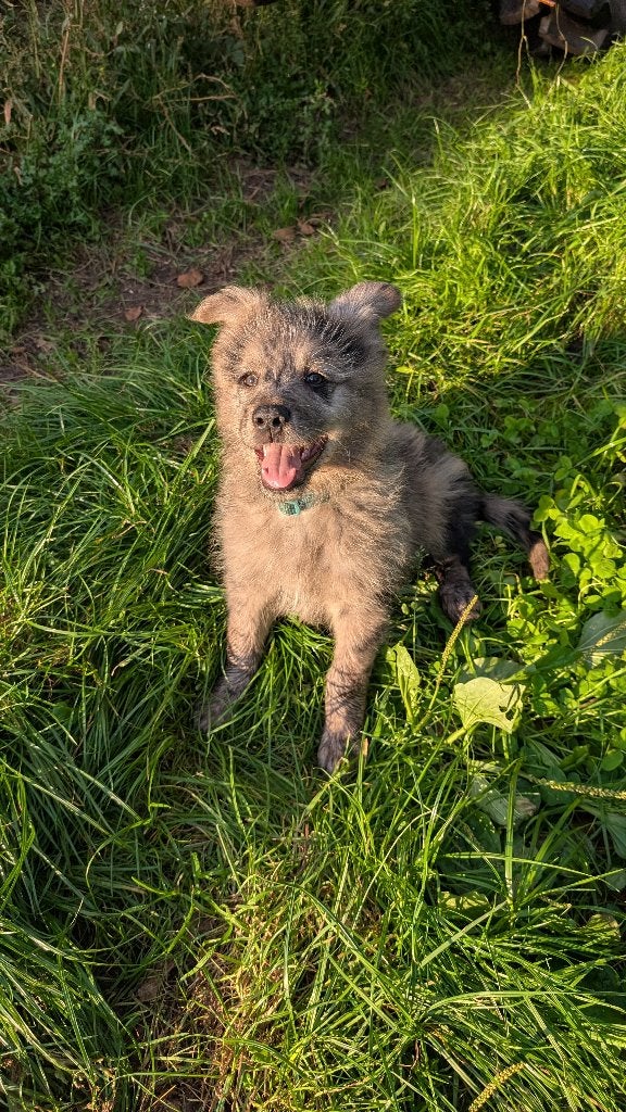 altdeutsche hütehund tiger pups, 8 tot 15 weken, Meerdere, Meerdere dieren, Herder