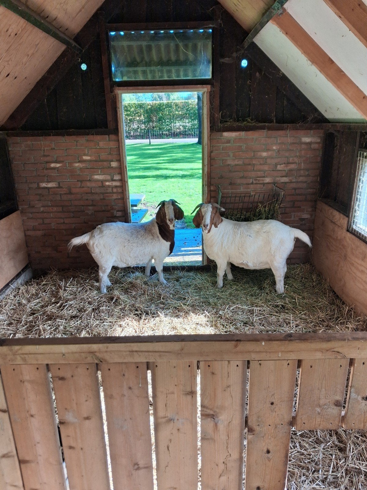 boergeit dekbok gevraagd, Dieren en Toebehoren, Vrouwelijk, Geit
