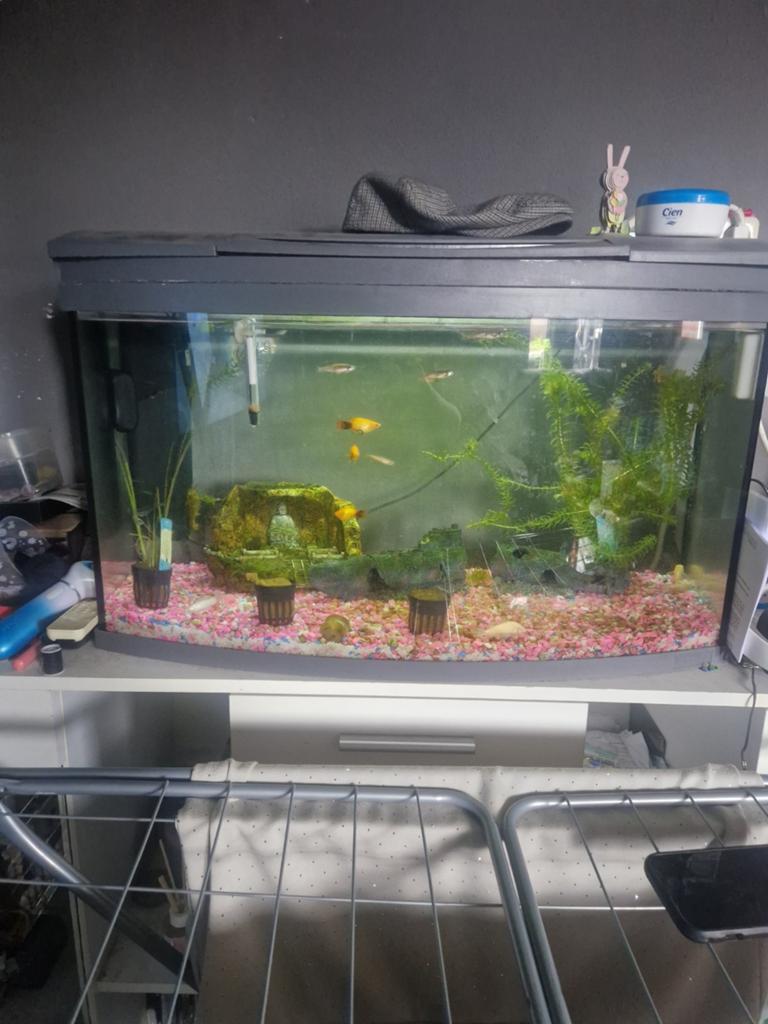 Aquarium met inhoud, Dieren en Toebehoren, Ophalen of Verzenden, Leeg aquarium