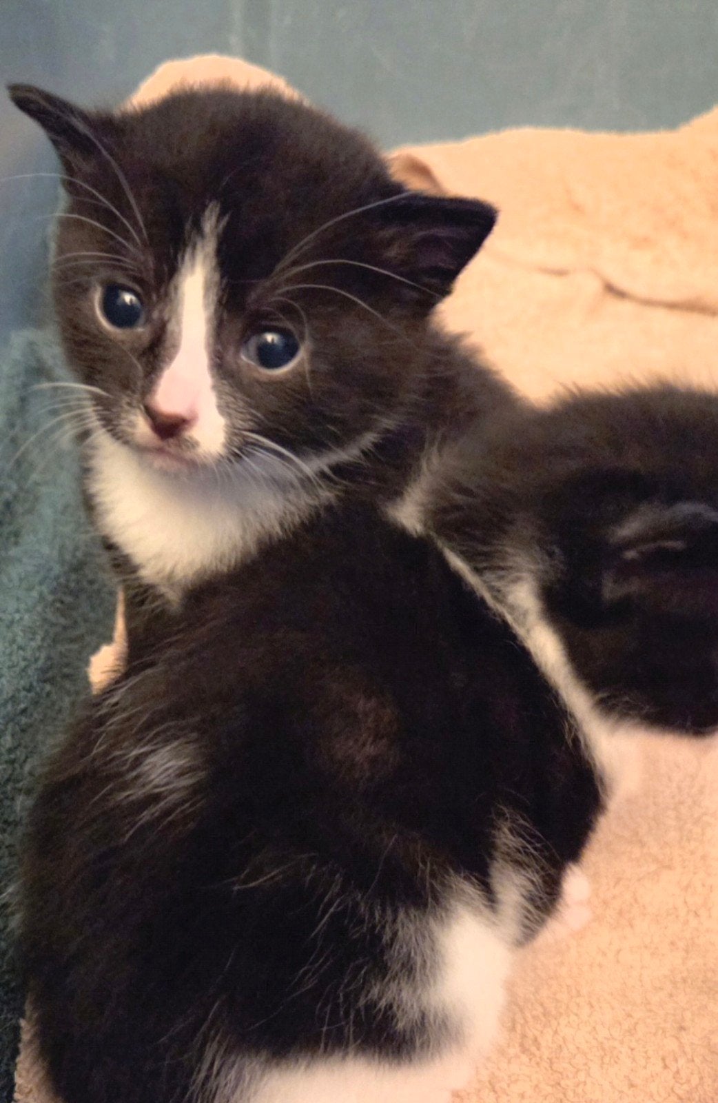 Te koop 3 mooie europese korthaar kittens 10 weken oud, Meerdere dieren, Ontwormd, 0 tot 2 jaar
