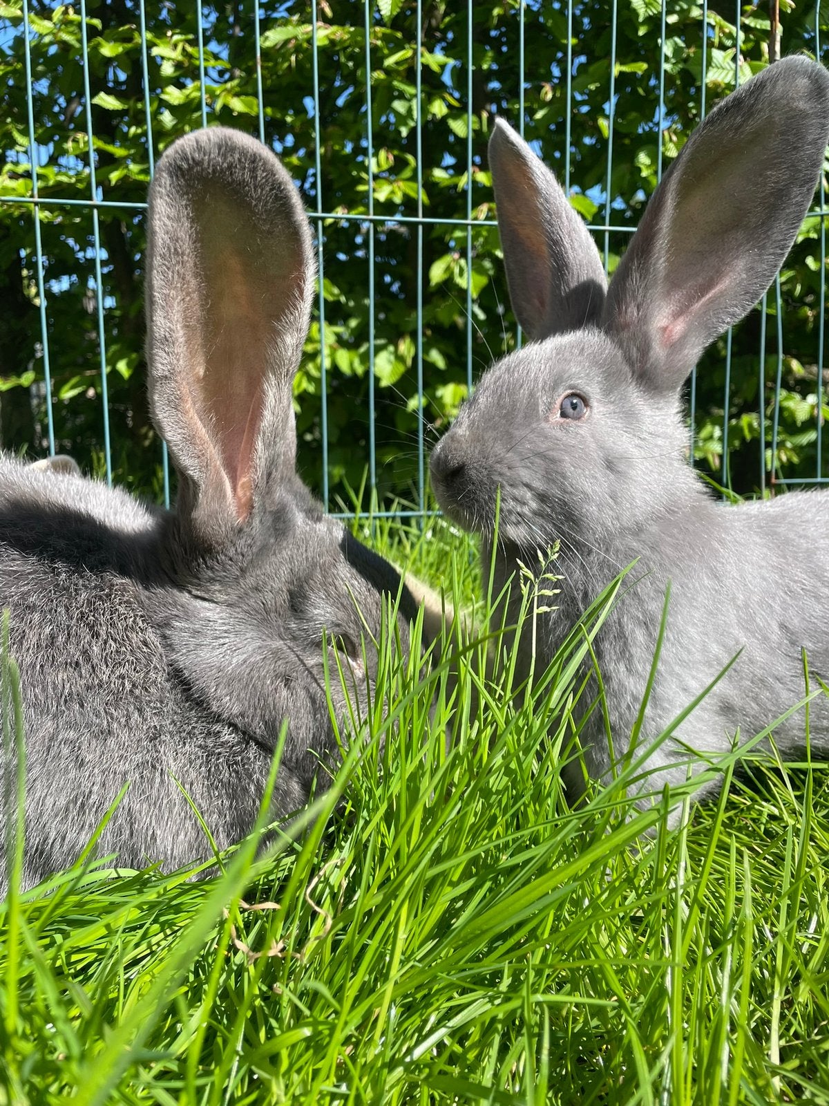 Vlaamse Reuzen, Dieren en Toebehoren, Konijnen, Mannelijk, Groot