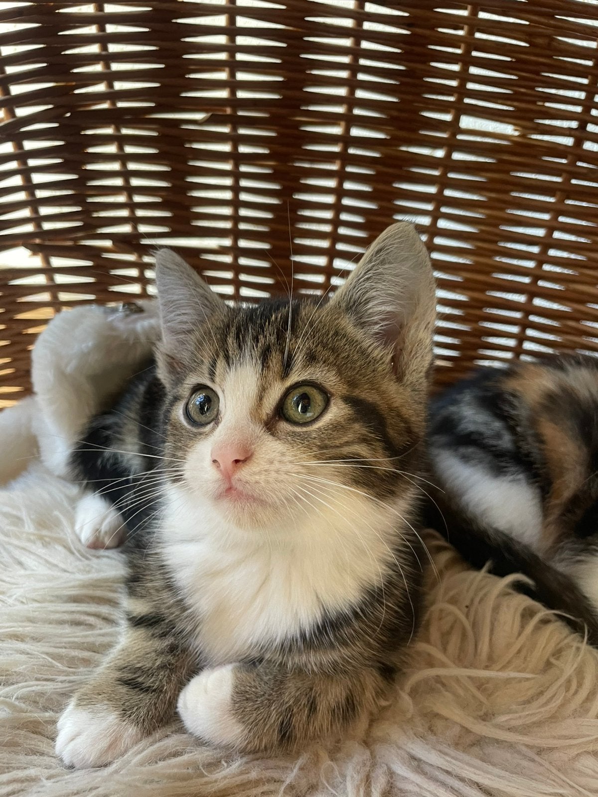 Lieve tamme boerderijkittens te koop, Dieren en Toebehoren, Meerdere dieren