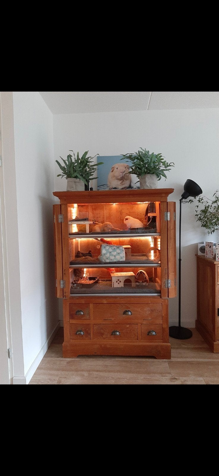 Fraaie caviavilla / caviakast / caviaflat - 3 verdiepingen, Dieren en Toebehoren, Ophalen, 90 cm of meer, Hok, Cavia