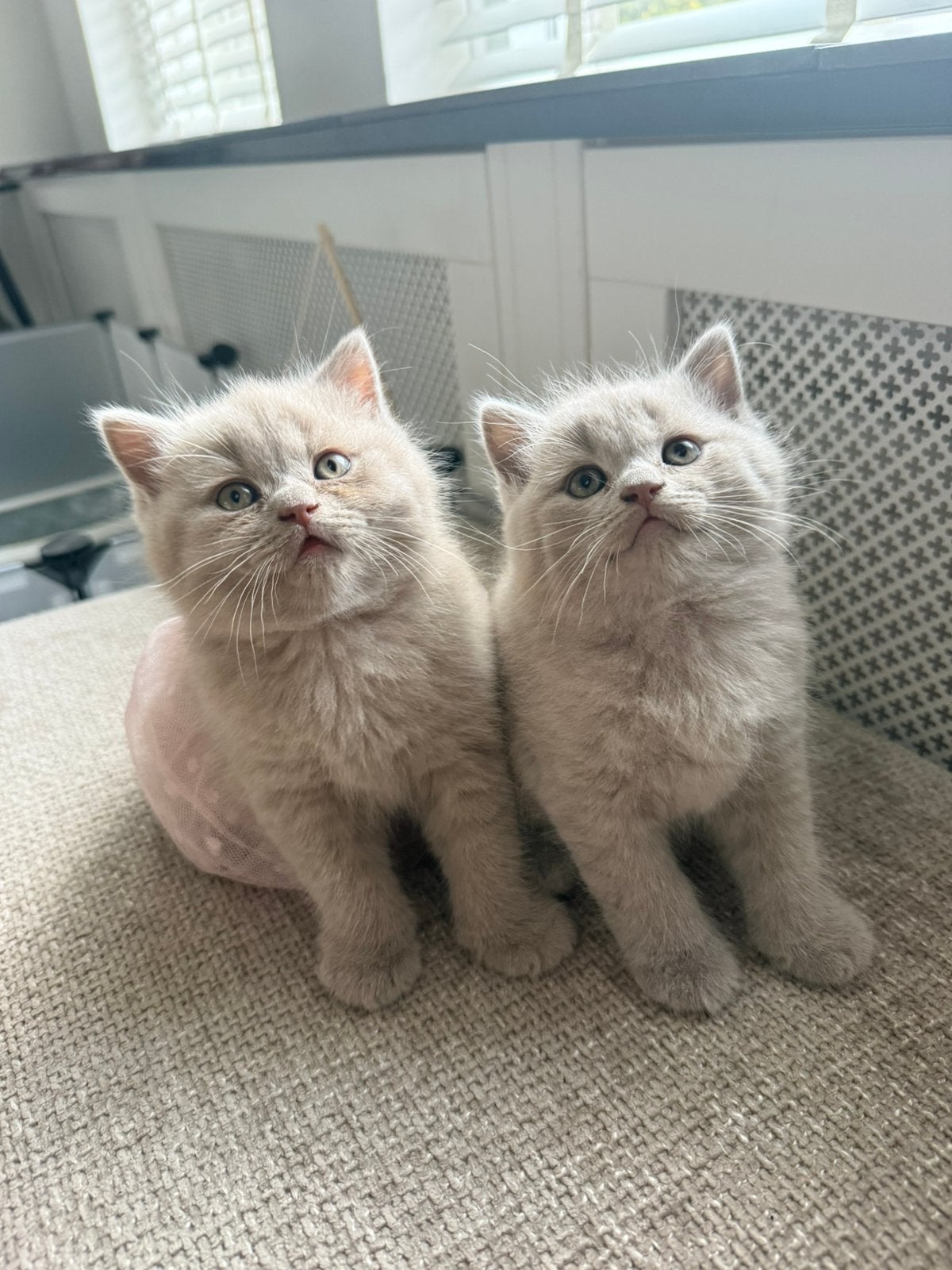 Britse korthaar kittens lilac, Dieren en Toebehoren, Ingeënt, 0 tot 2 jaar