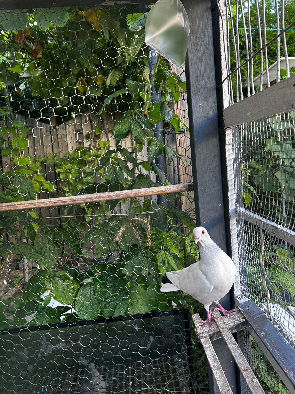 Witte Armeense takla duiven, Dieren en Toebehoren, Vogels | Duiven, Meerdere dieren, Overige soorten