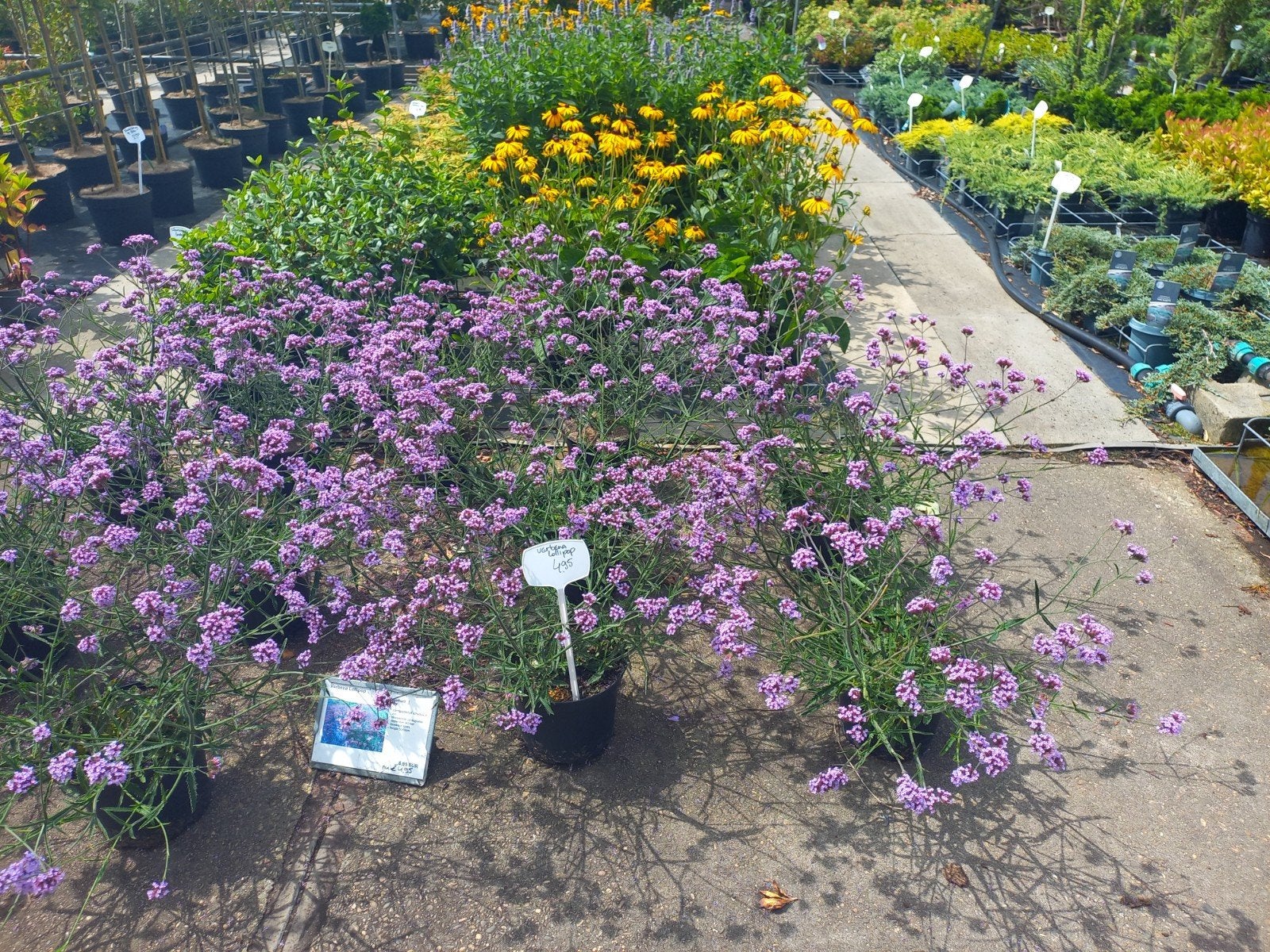 Grote vaste planten voor vakbeplanting, Ophalen, Overige soorten, Minder dan 100 cm