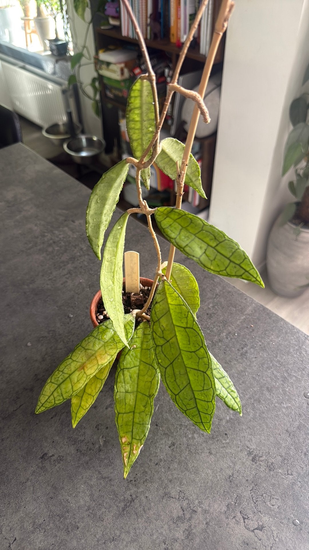 Hoya Finlaysonii Surkin plant, Ophalen of Verzenden, Halfschaduw, Minder dan 100 cm