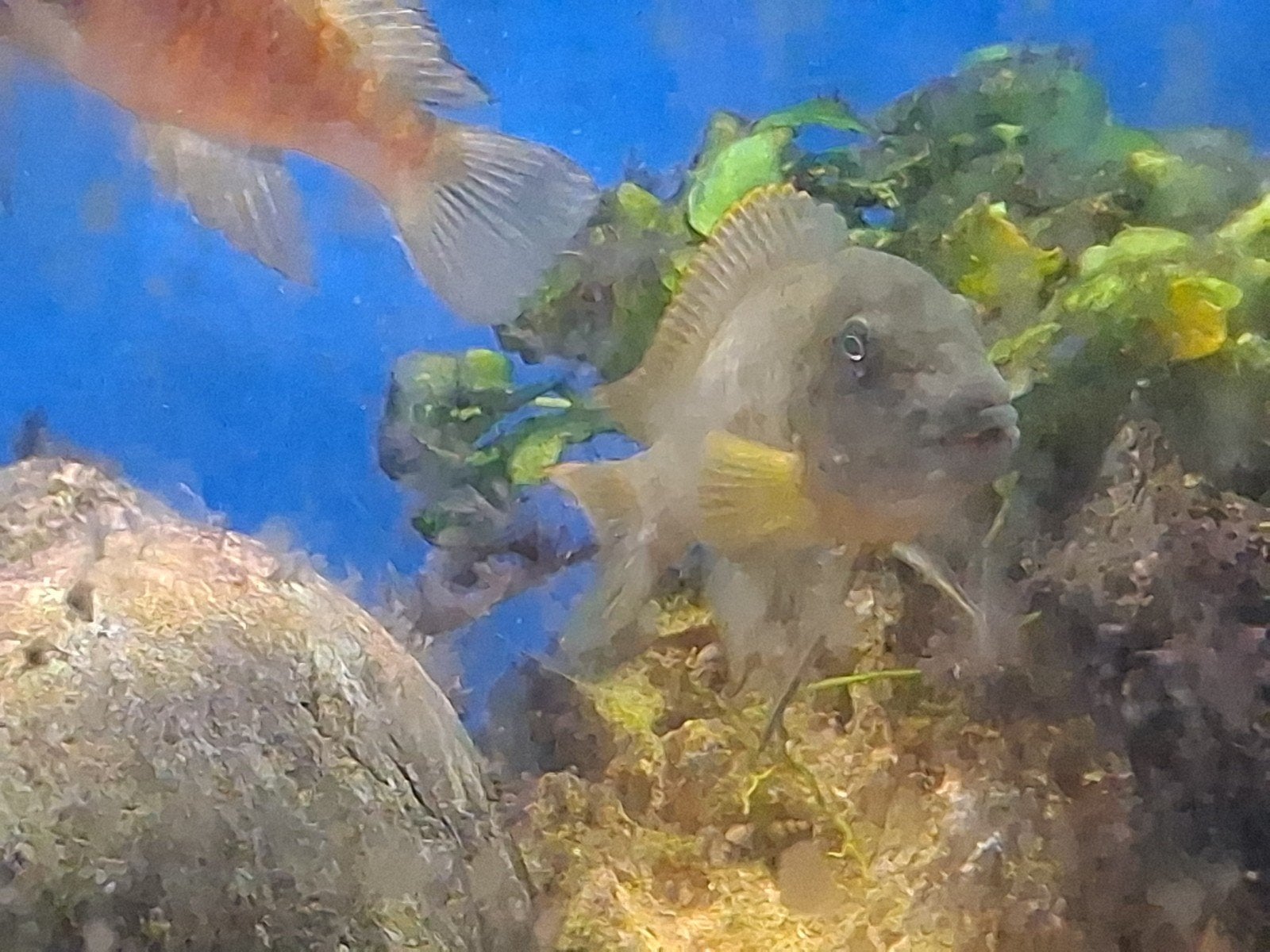 Eretmodus cyanostictus koppel Tanganyka tanganyika, Vis