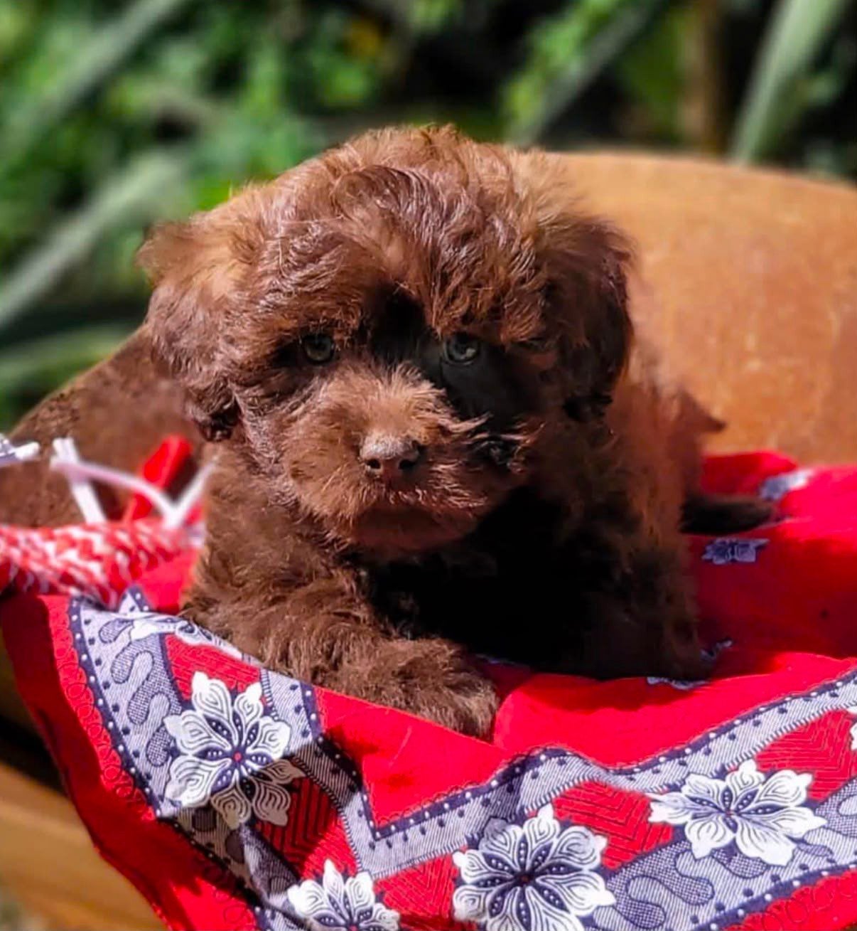 Leuke boomer pups te koop!, Dieren en Toebehoren, CDV (hondenziekte), 8 tot 15 weken, Meerdere, Meerdere dieren