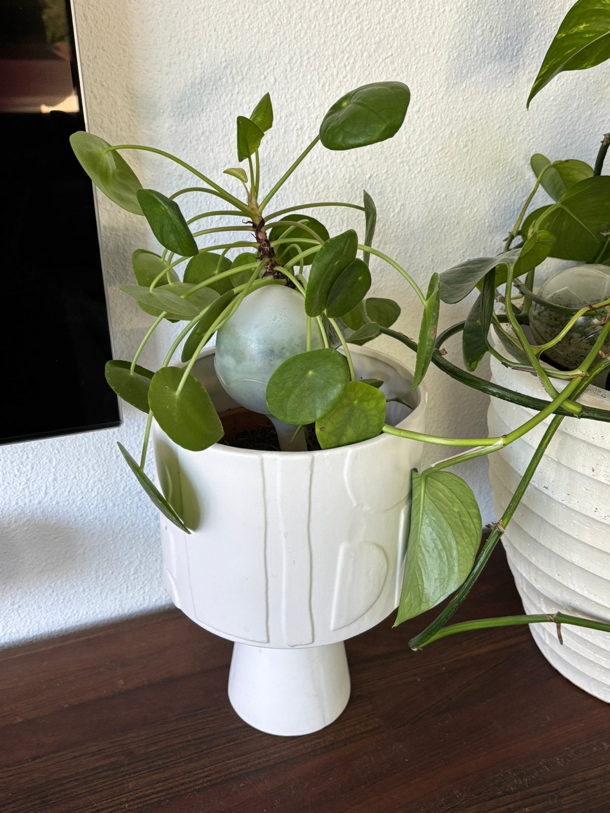Leuke pannekoekplant (Pilea) met witte design pot, Huis en Inrichting, Kamerplanten, Ophalen, Halfschaduw, Minder dan 100 cm