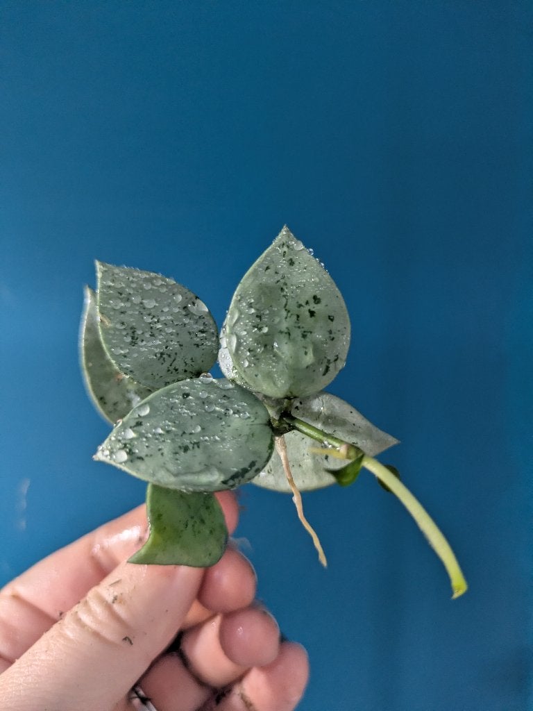Hoya Krohniana 'super silver' stek, Verzenden, Halfschaduw, Minder dan 100 cm