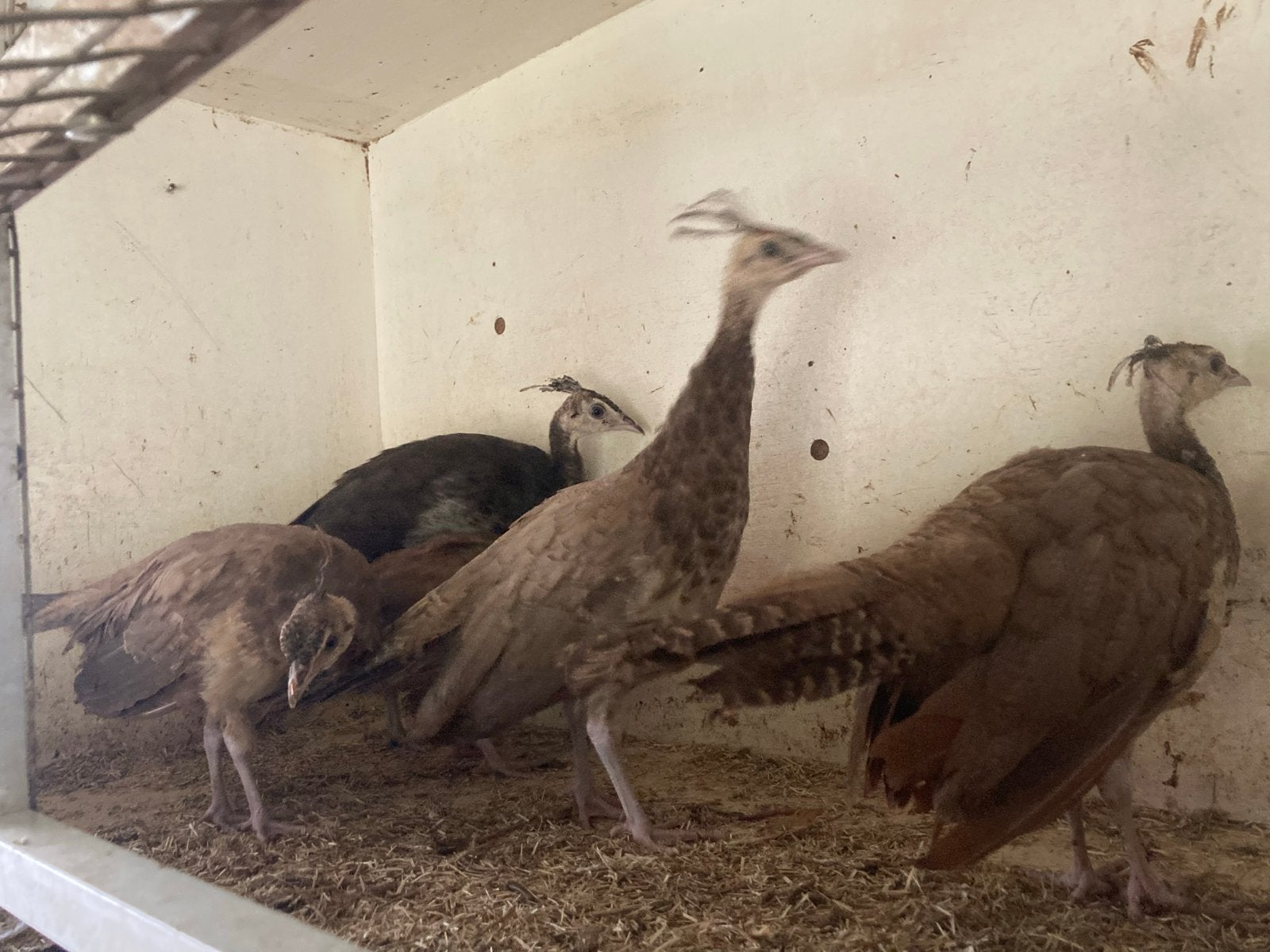 Jonge Pauwen mutaties, Dieren en Toebehoren