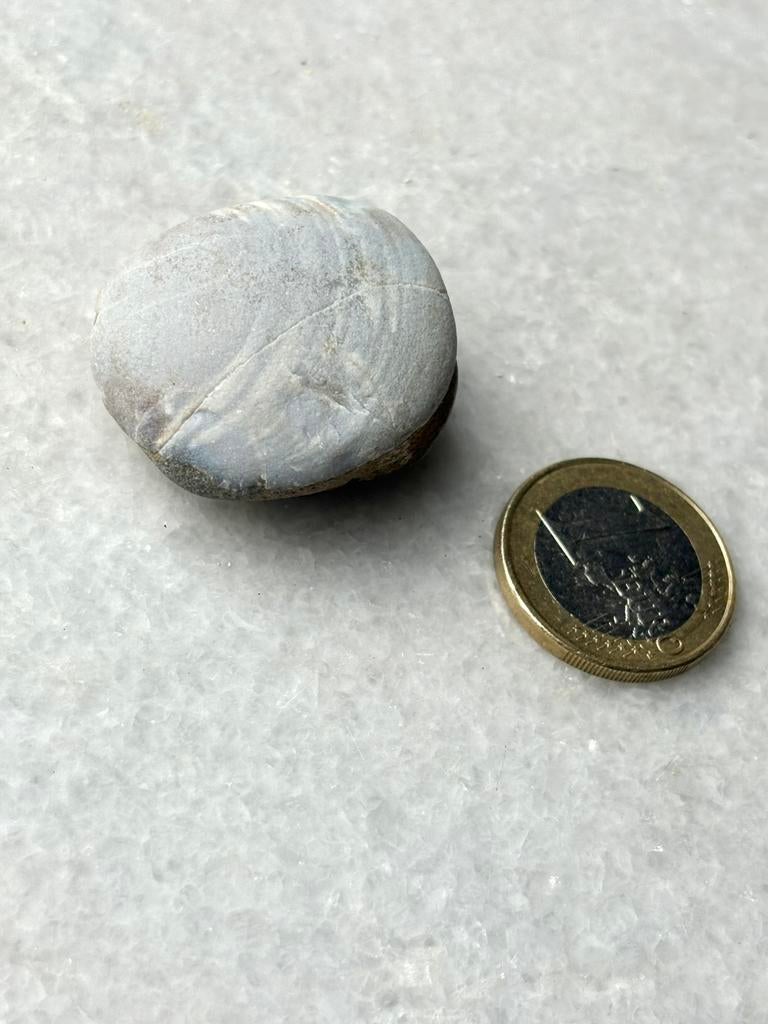 Versteende schelp nr 87, Ophalen of Verzenden