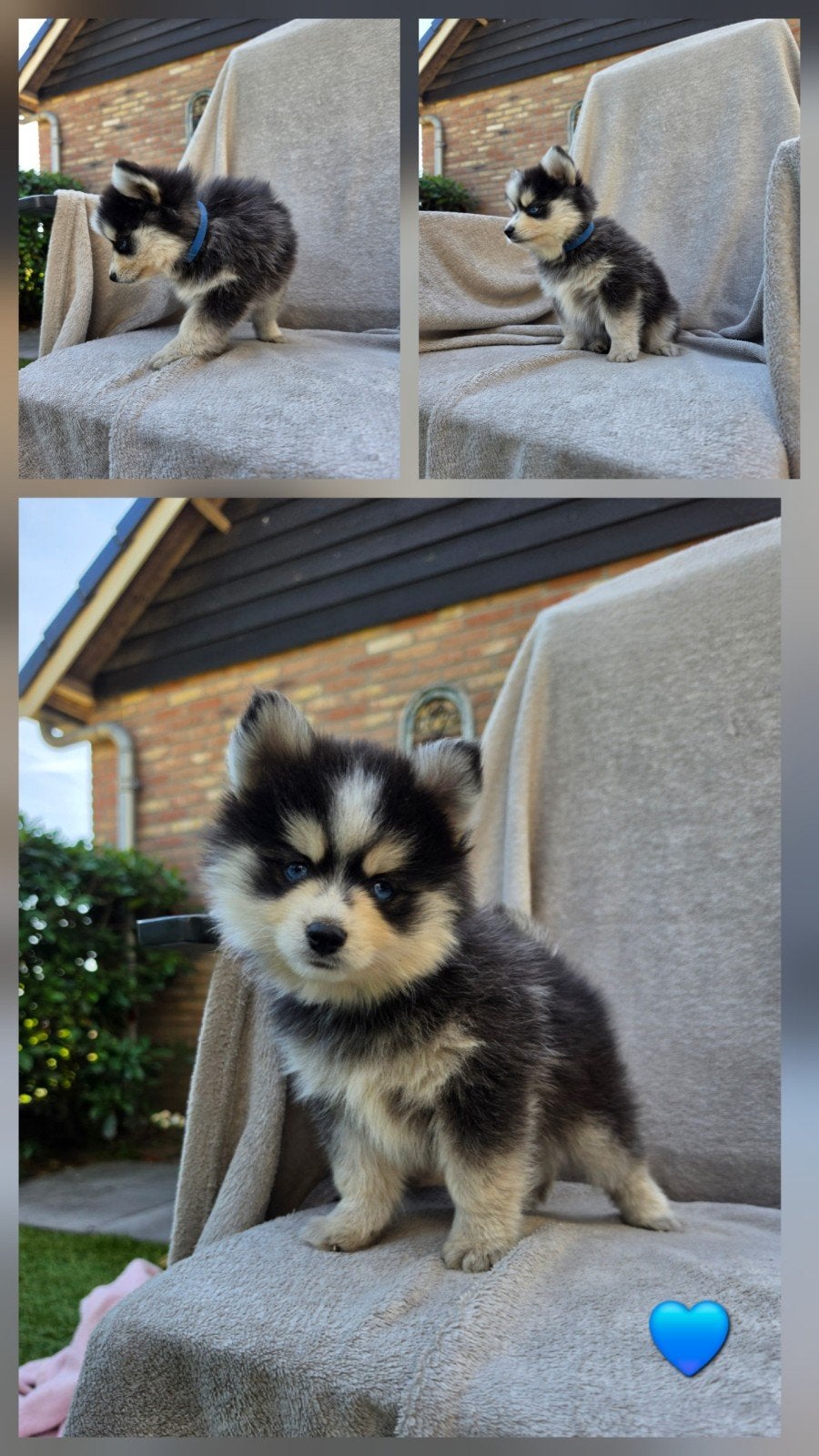 Prachtige pomsky pups 🐶🩷🩵, klaar voor een nieuwe toekomst, Dieren en Toebehoren, Overige rassen, 8 tot 15 weken, Meerdere, Meerdere dieren