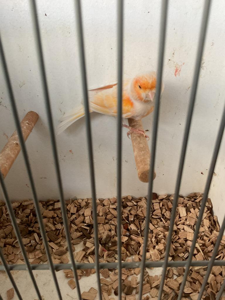 Mooie man, Dieren en Toebehoren, Mannelijk