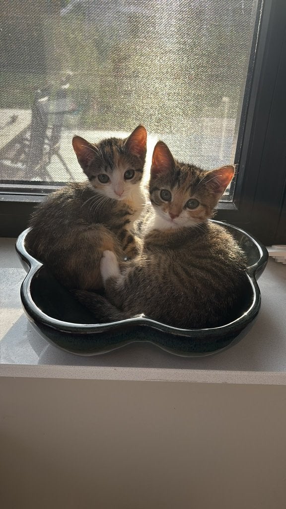 Kittens, Kater, Kortharig, 0 tot 2 jaar