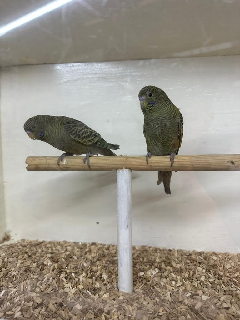 2x jonge blackface groen geringd 2026, Dieren en Toebehoren, Vogels | Parkieten en Papegaaien, Geslacht onbekend, Parkiet, Geringd