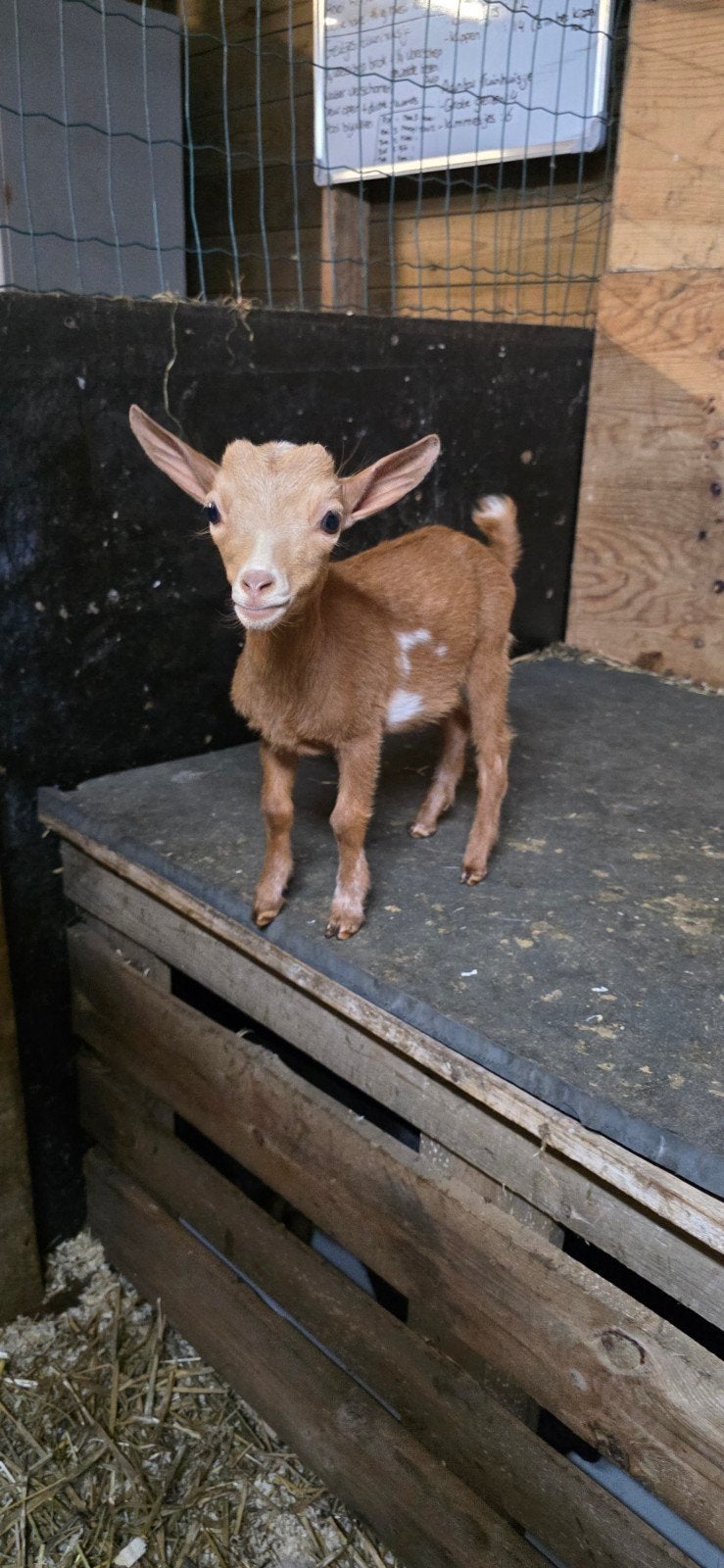 Bokje geboren in April, Dieren en Toebehoren, Schapen, Geiten en Varkens, Mannelijk, Geit