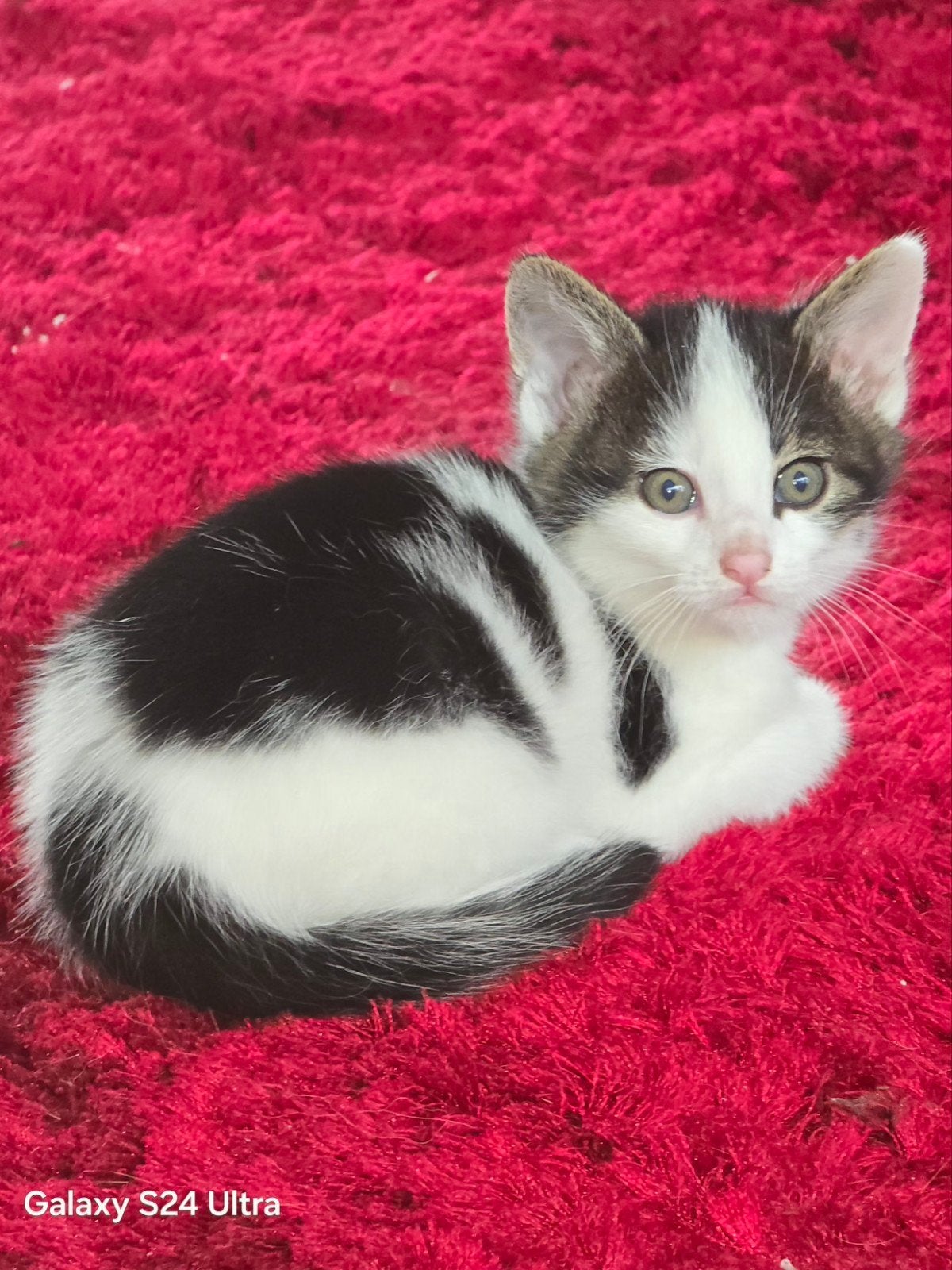 3 prachtige kittens