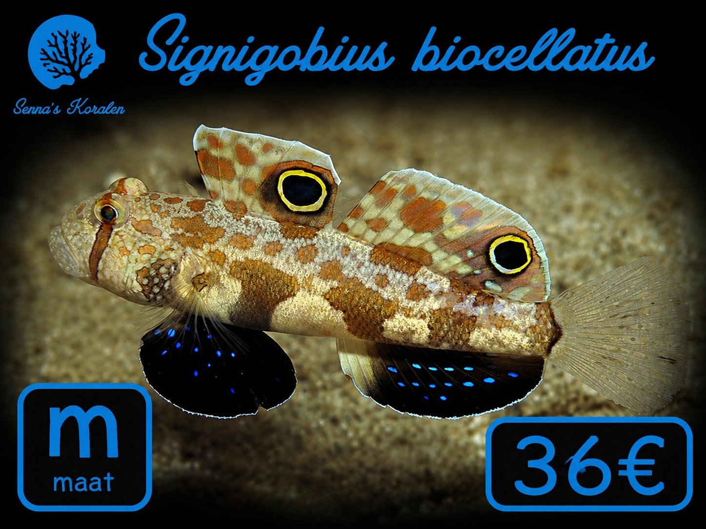 Signigibius zandhapper zeeaquarium, Dieren en Toebehoren, Ophalen, Zo goed als nieuw, Gevuld zeewateraquarium