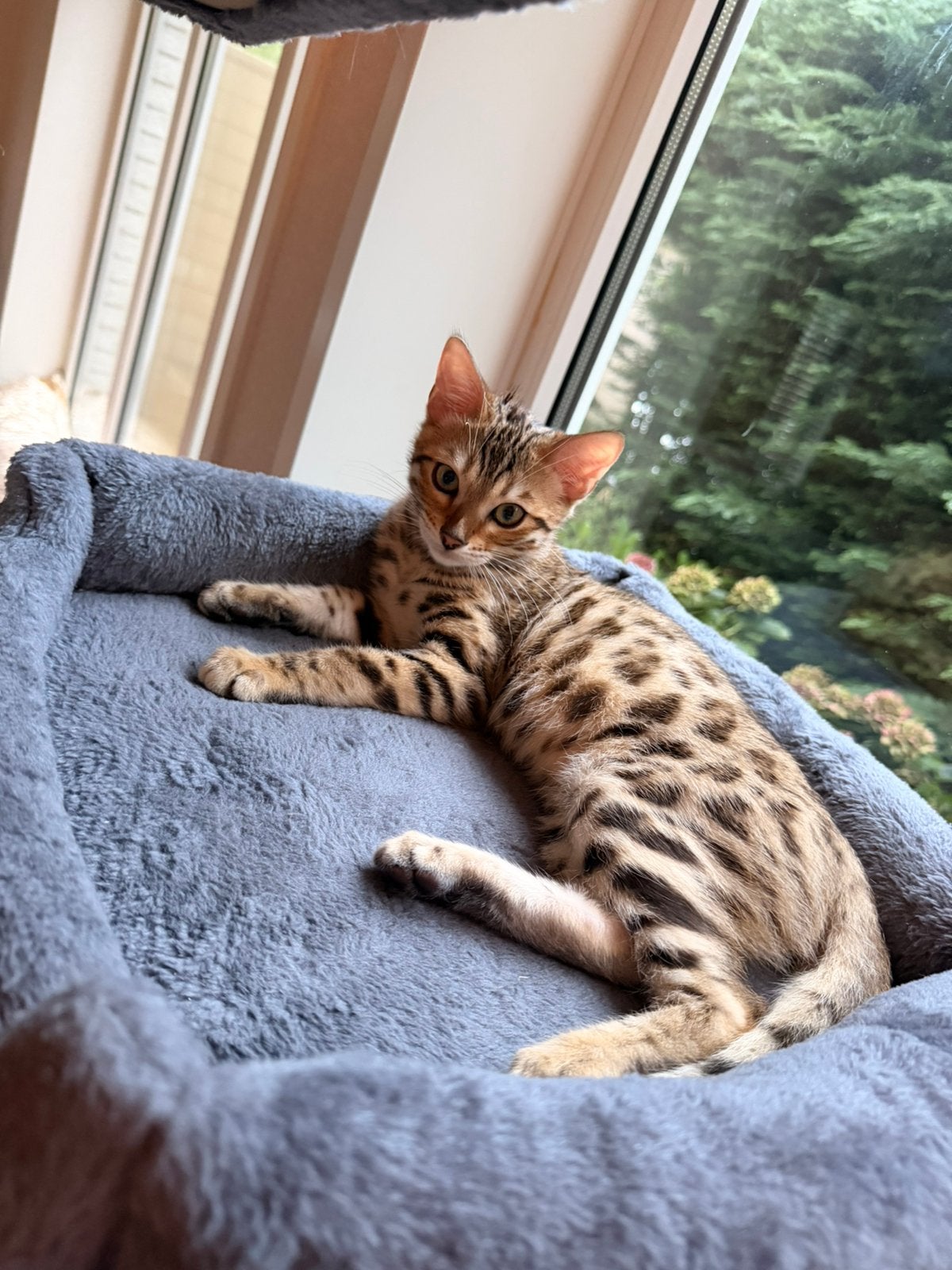 Bengaal kitten te koop, Kater