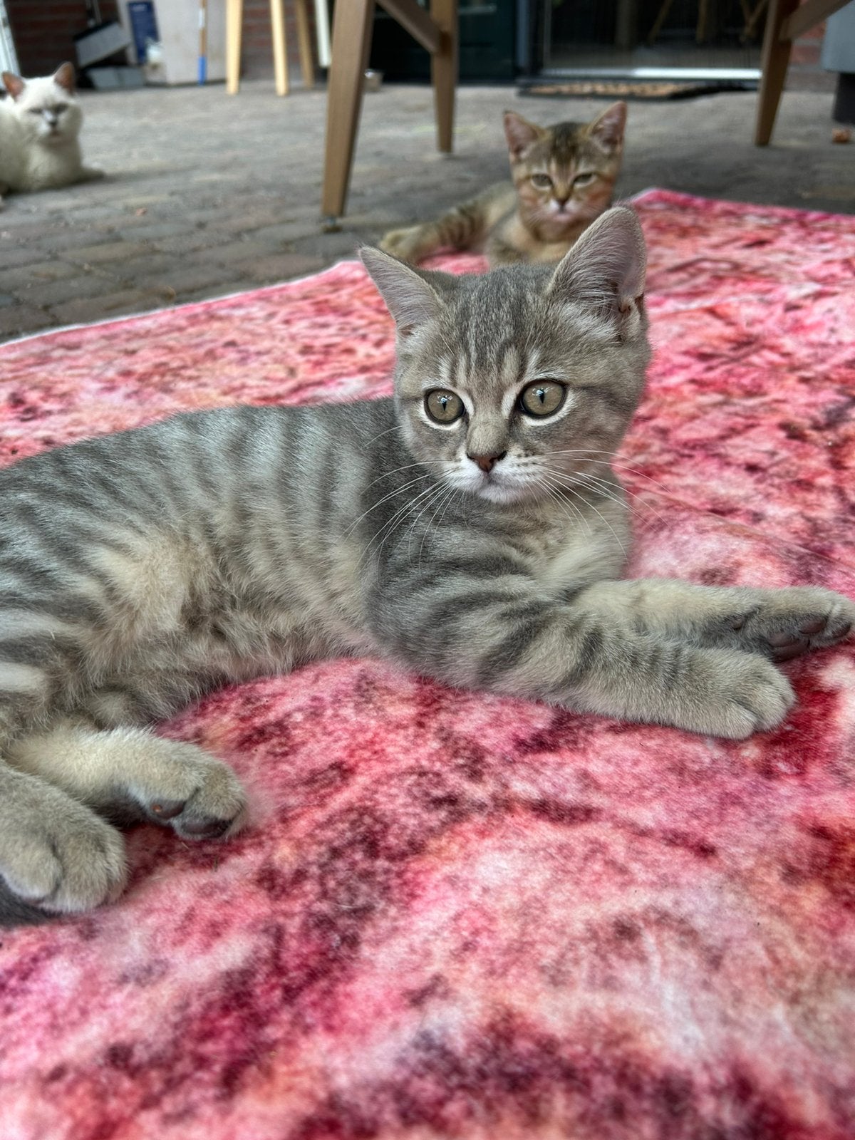Britse korthaar kitten poesje en katertje mogen verhuizen, Meerdere dieren, Ontwormd, 0 tot 2 jaar