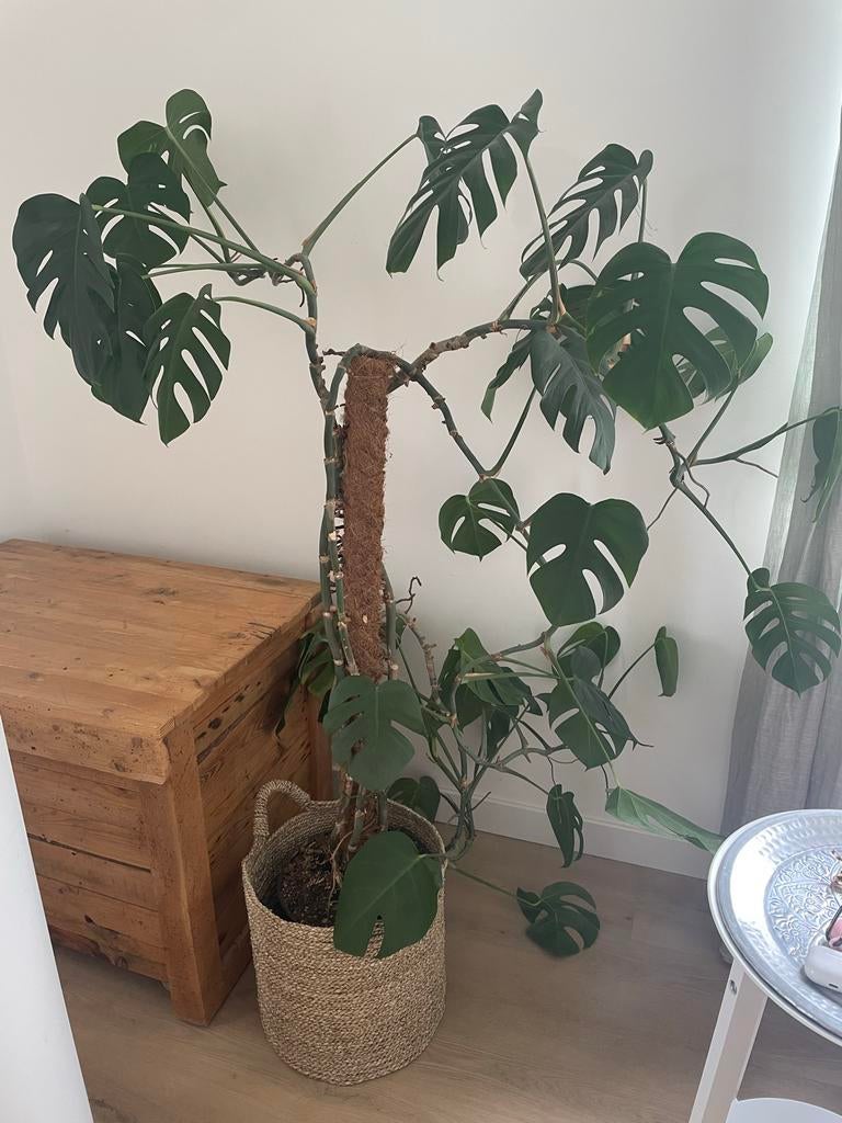 Grote Monstera Deliciosa - Kamerplant met mosstok, Vaste plant, Bloeit niet, Halfschaduw, Ophalen