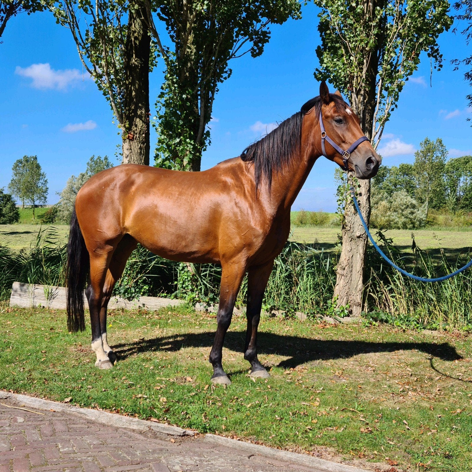 Betrouwbare 6-jarige dressuur merrie (Zenon x Nourejev), Dieren en Toebehoren, Merrie, Dressuurpaard, 3 tot 6 jaar, L
