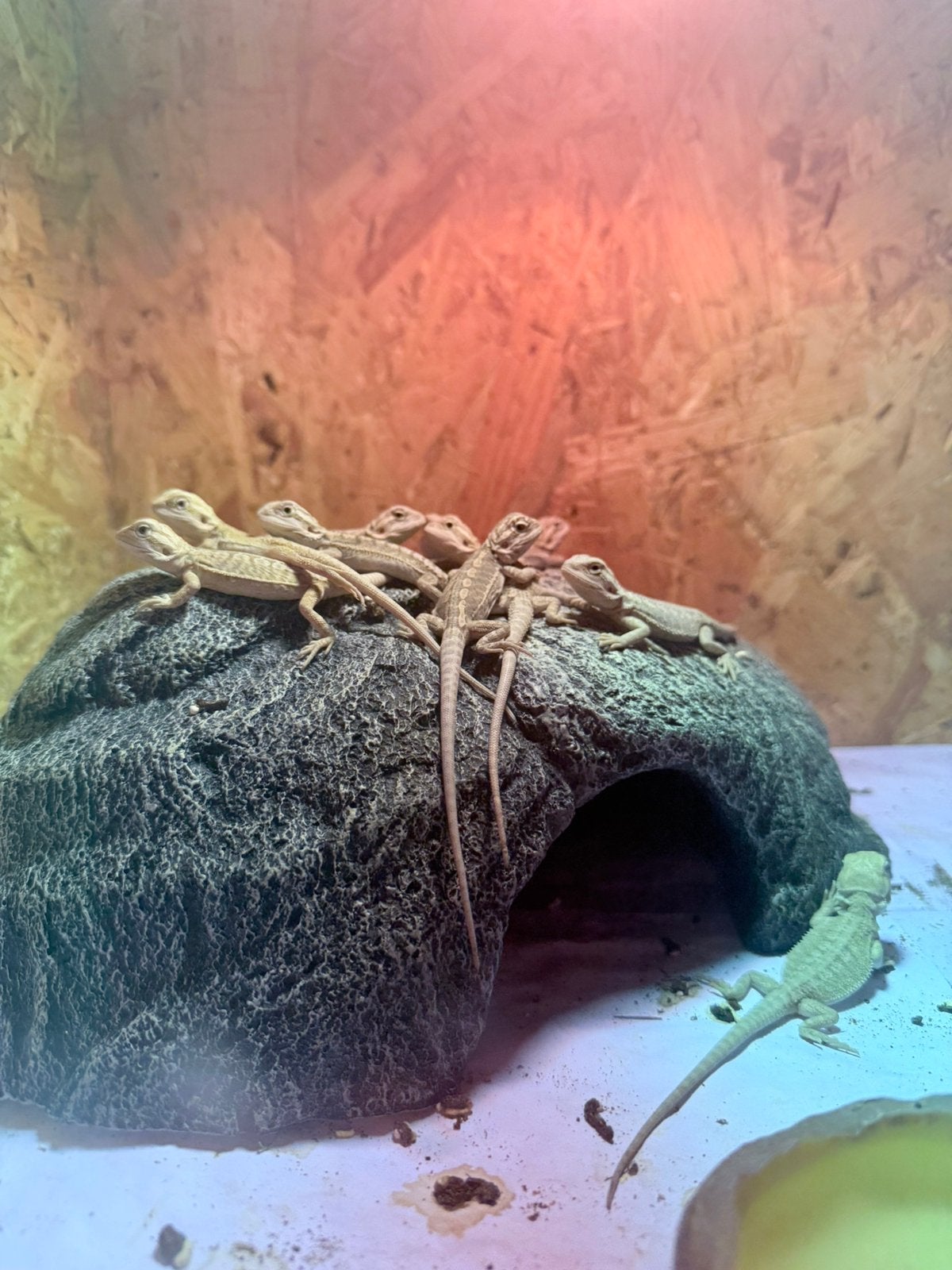 Jonge Baardagamen citrus, Dieren en Toebehoren, Reptielen en Amfibieën, Hagedis, Tam, 0 tot 2 jaar