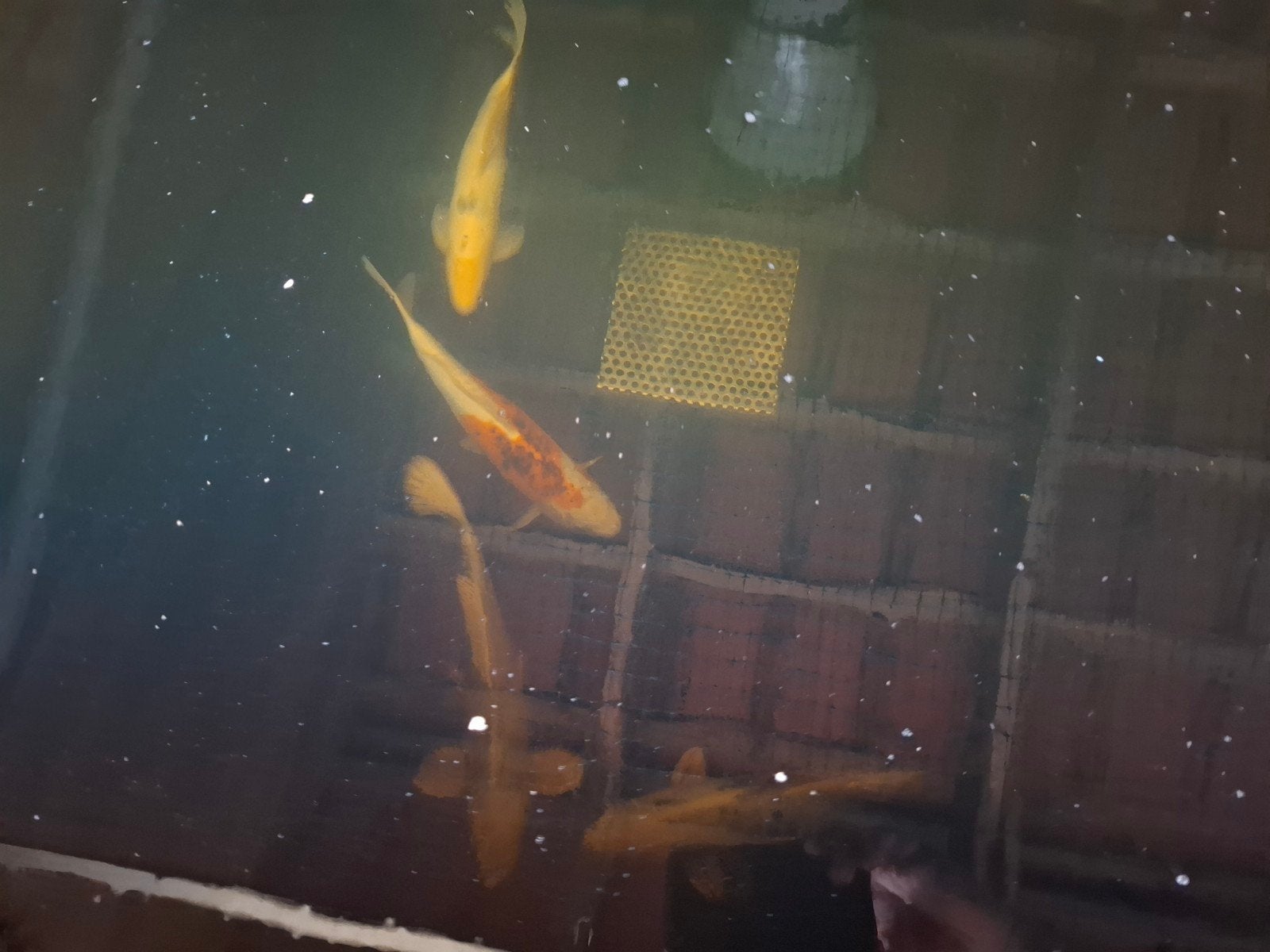Japanse Koi karpers 1 euro per CM VASTE PRIJS!, Karper of Koi