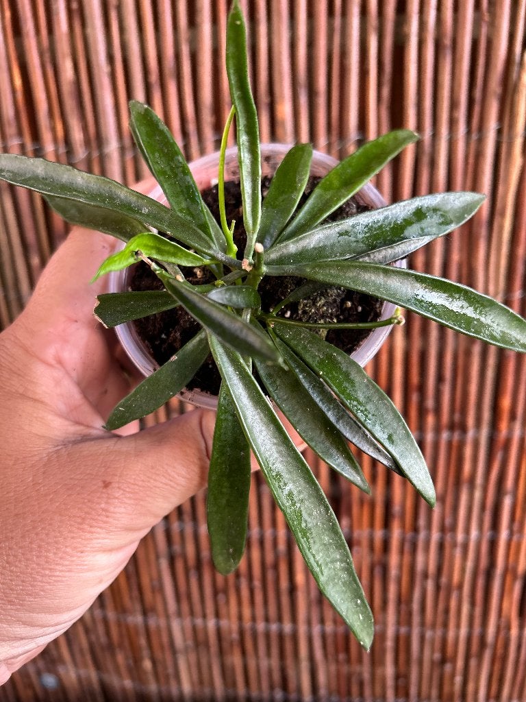 Dischidia parasitica 🪴, Overige soorten, In pot, Minder dan 100 cm, Bloeiende kamerplant