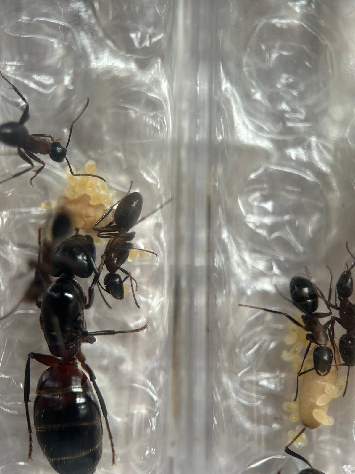 Camponotus Ligniperda q met 3-6 werksters / mieren ant, Dieren en Toebehoren, Insecten en Spinnen