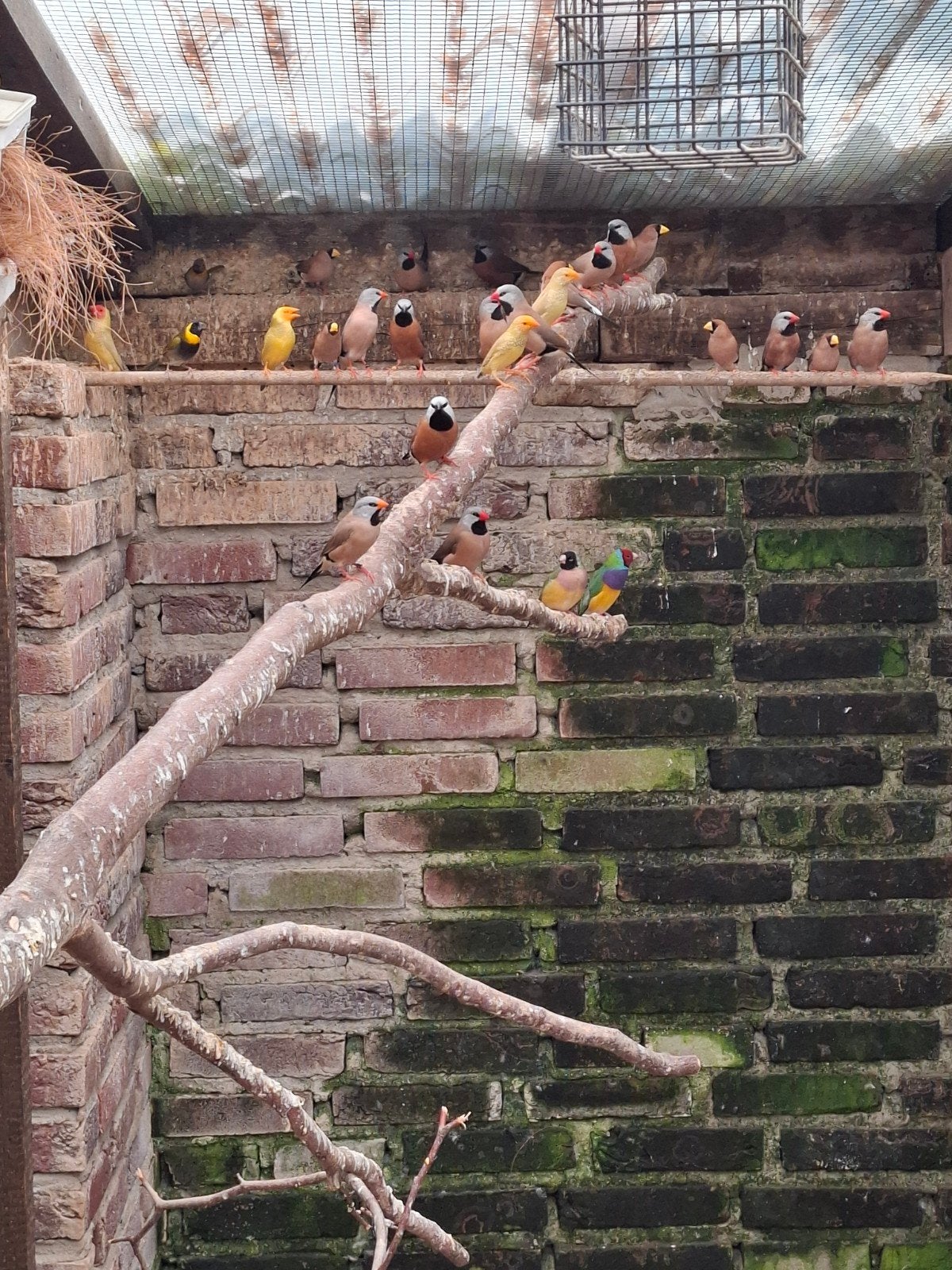 Tropenvogel, Dieren en Toebehoren, Vogels | Overige Vogels, Mannelijk