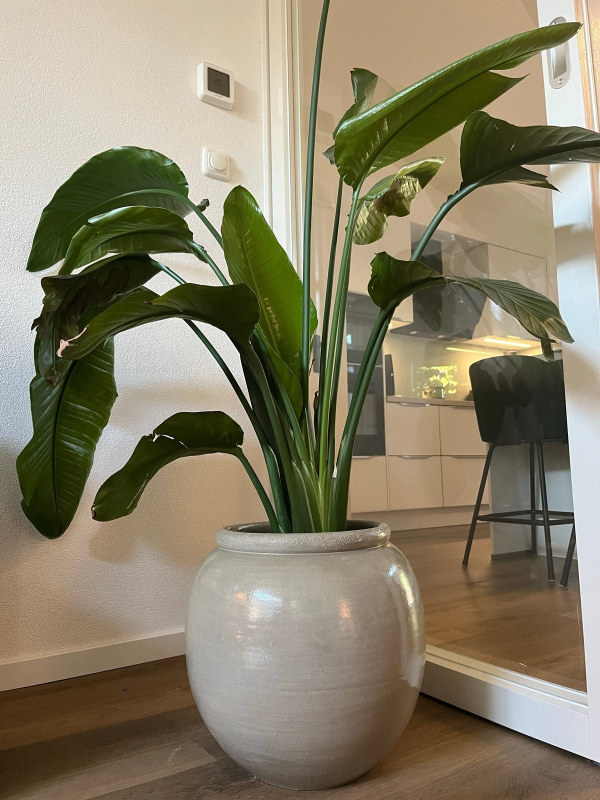 Strelitzia Nicolai - Paradijsvogelplant, Volle zon, Vaste plant, Bloeit niet, Ophalen