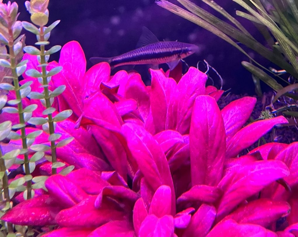 Siamese algeneter 9cm GRATIS, Vis