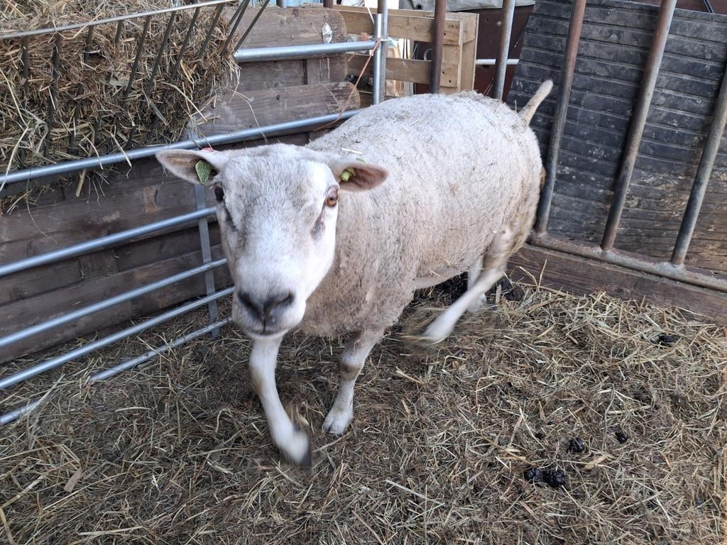 Texelaar ram, Dieren en Toebehoren, Schapen, Geiten en Varkens, Mannelijk, Schaap