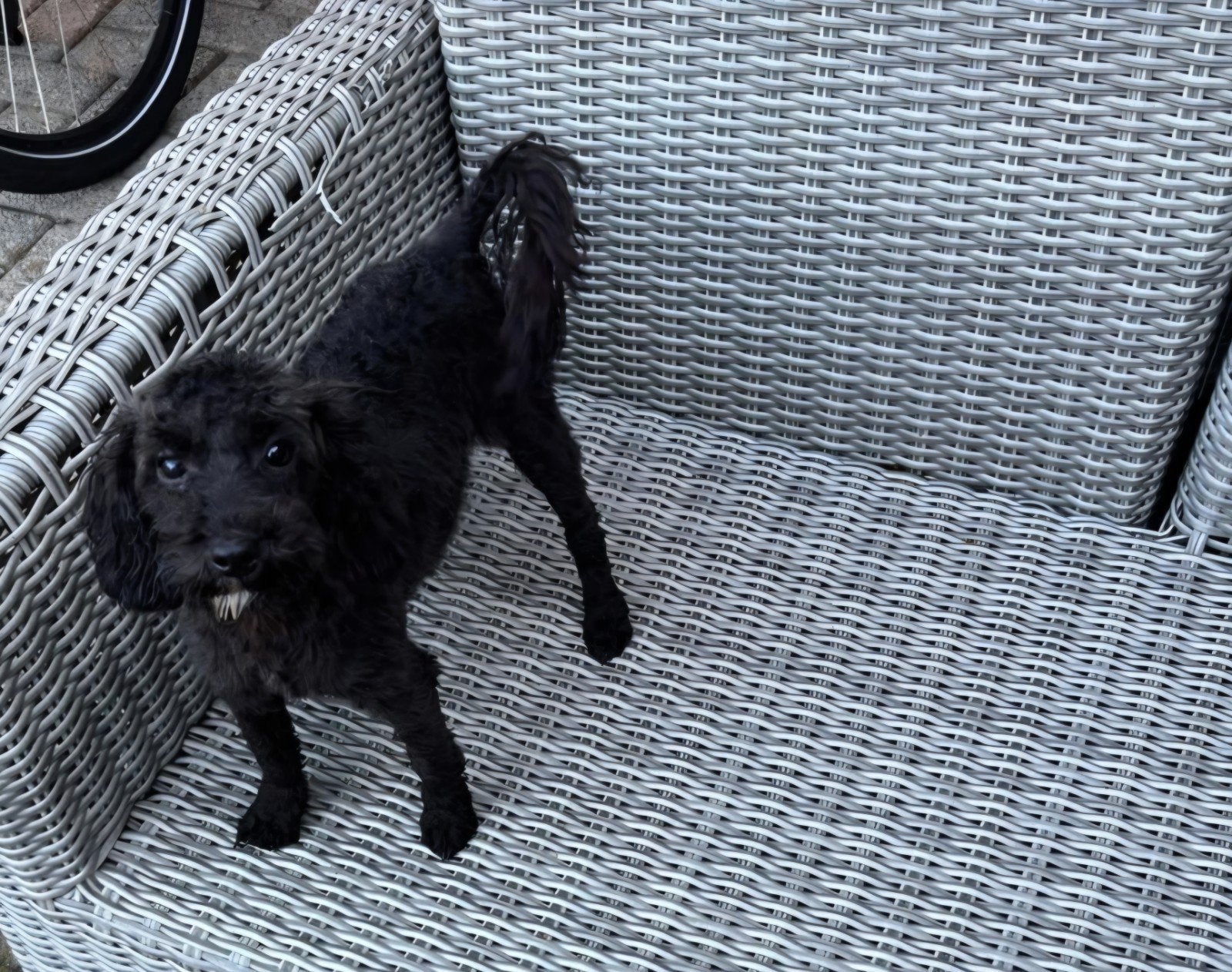 cavapoo reutje, 15 weken tot 1 jaar, Reu, Eén hond, Klein