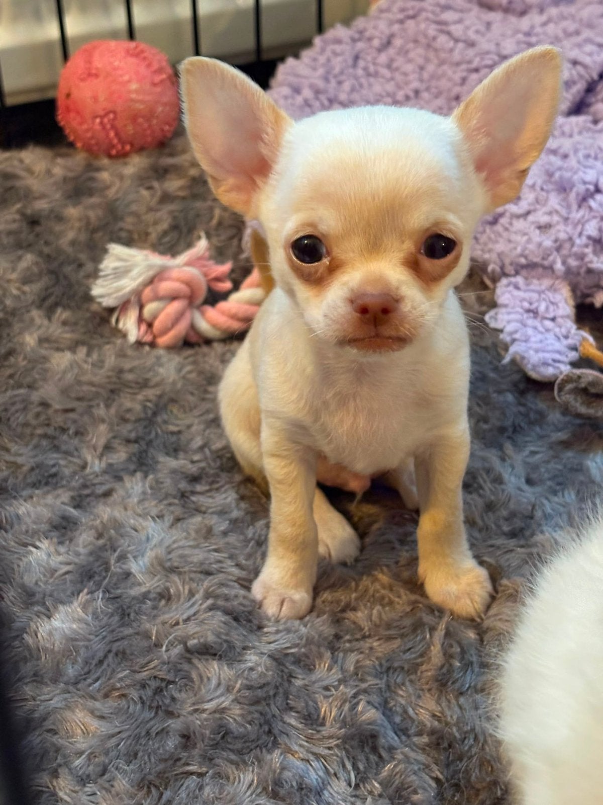 Raszuiver chihuahua 100 procent, Reu, 8 tot 15 weken, Parvo, Meerdere