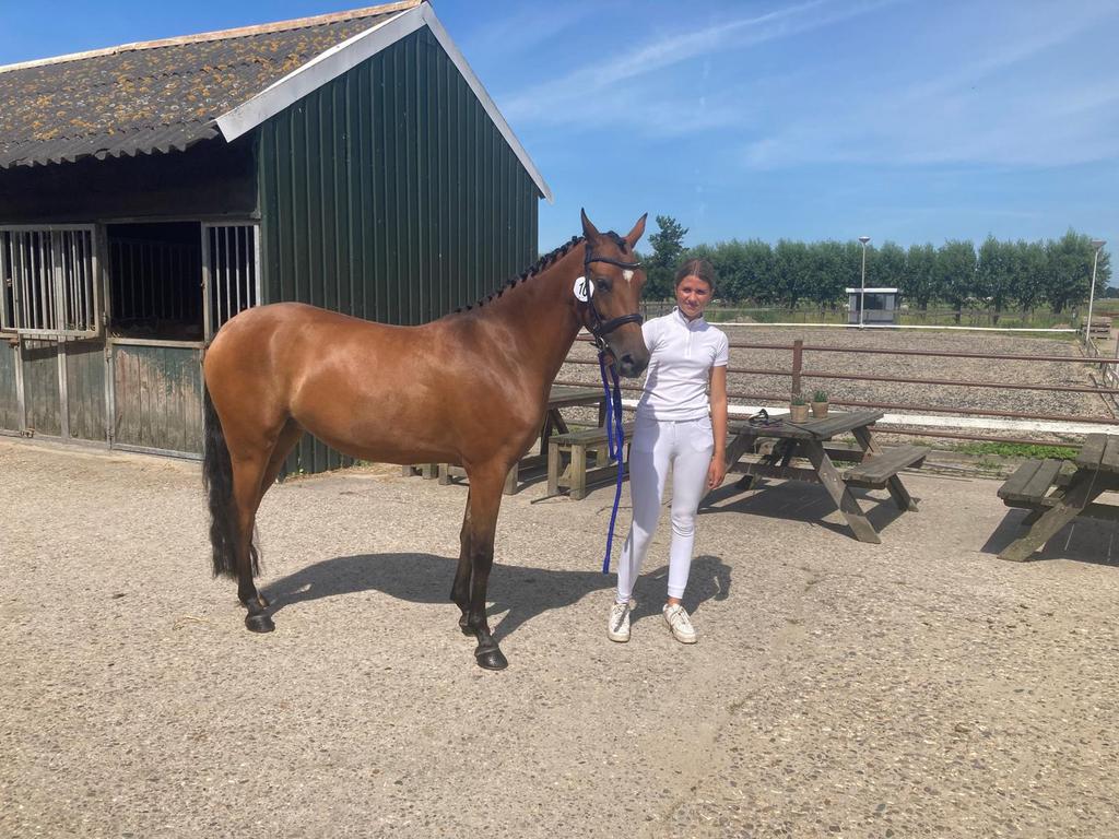 Mooie  bruine 5 jarige d pony, nrps, 1,45m, Dieren en Toebehoren, Pony's, Merrie, Met stamboom, Dressuurpony, Zadelmak