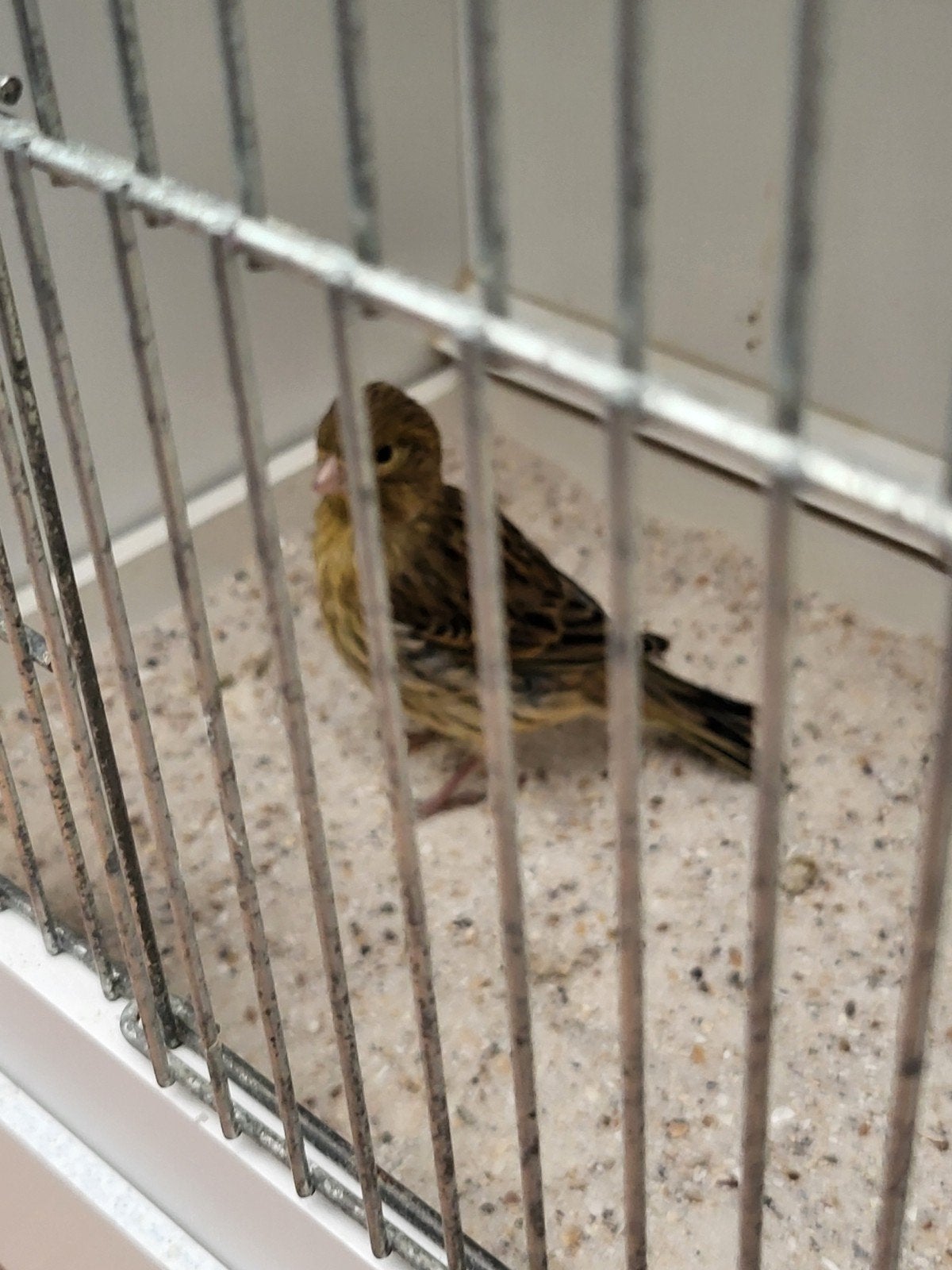 Kanaries  jonge, Dieren en Toebehoren, Vogels | Kanaries, Geslacht onbekend, Kleurkanarie