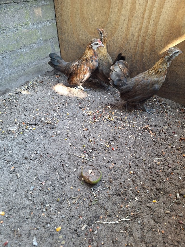 kriel kippen, Dieren en Toebehoren, Meerdere dieren, Kip