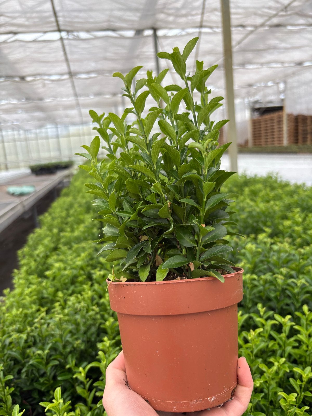 Buxus vervanger Kardinaalsmuts (Euonymus Green Spire), Overige soorten, Volle zon, Vaste plant, Ophalen of Verzenden