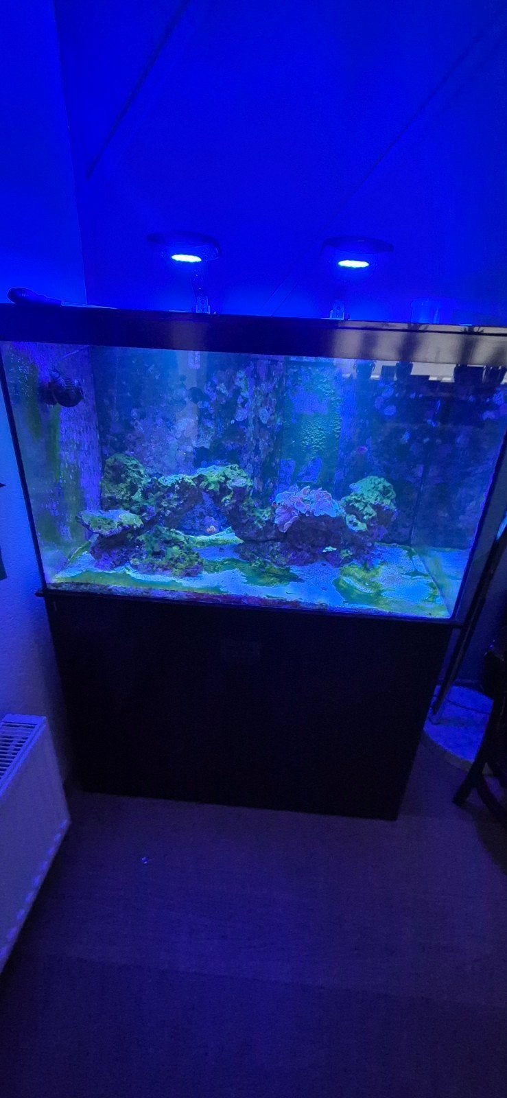 Zeeaquarium, Vis