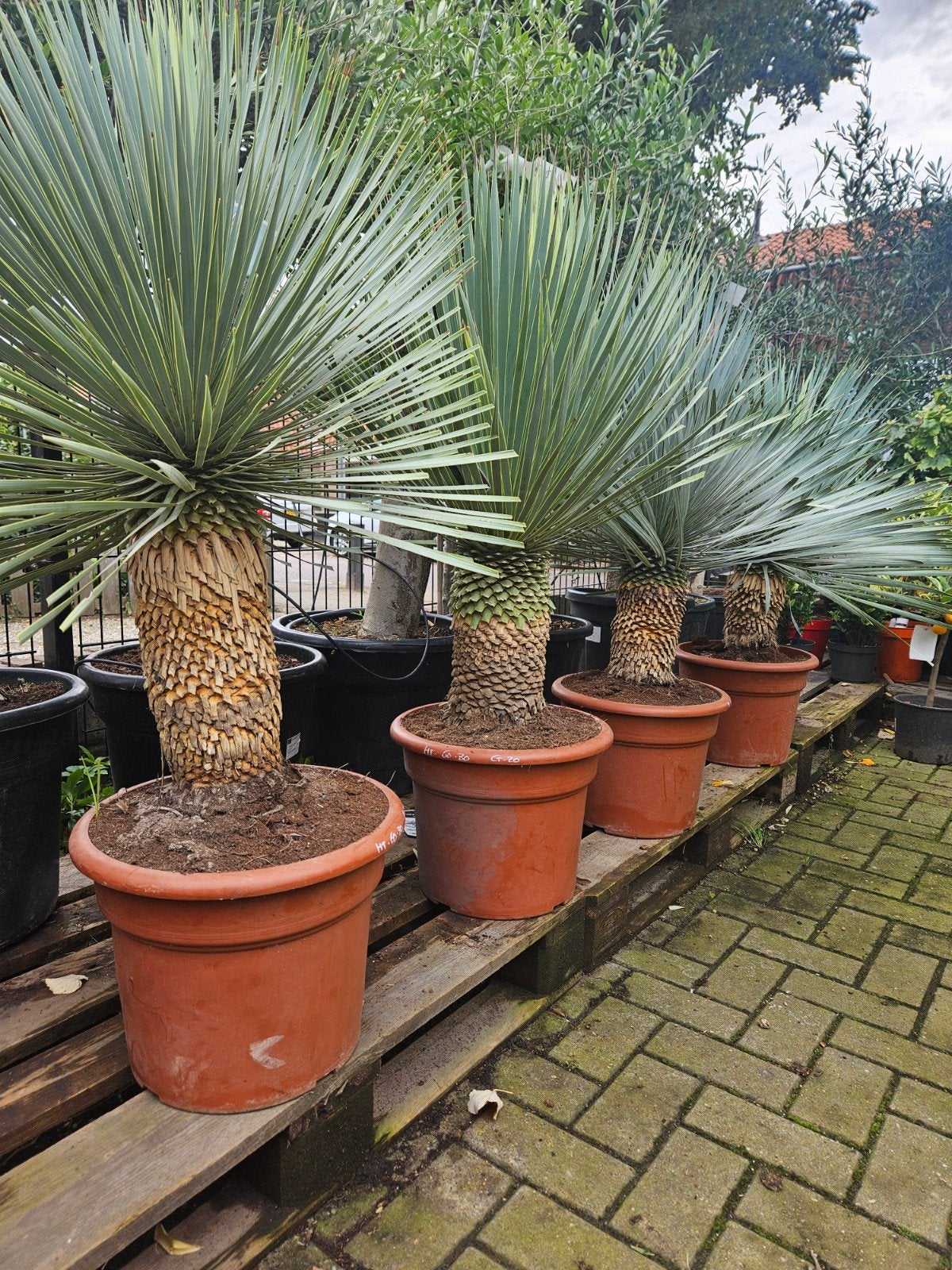 Winterharde Yucca Rostrata - 80-90cm hoog, 30cm stam, Overige soorten, Volle zon, Vaste plant, Ophalen of Verzenden