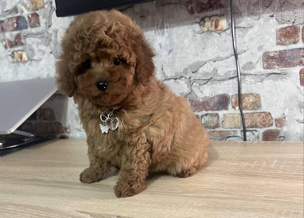 Mini toy poedel, Poedel, Reu, 8 tot 15 weken, Parvo