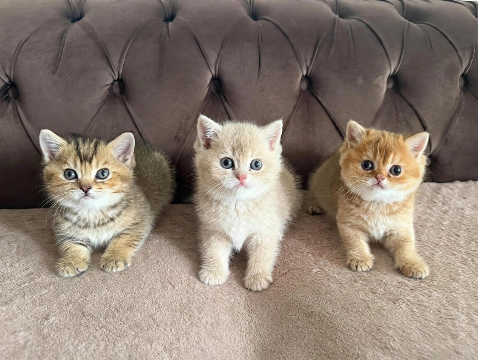 3 British Shorthair kittens -Golden -BRI ny 12 Golden Shaded, Dieren en Toebehoren, Meerdere dieren, Ontwormd