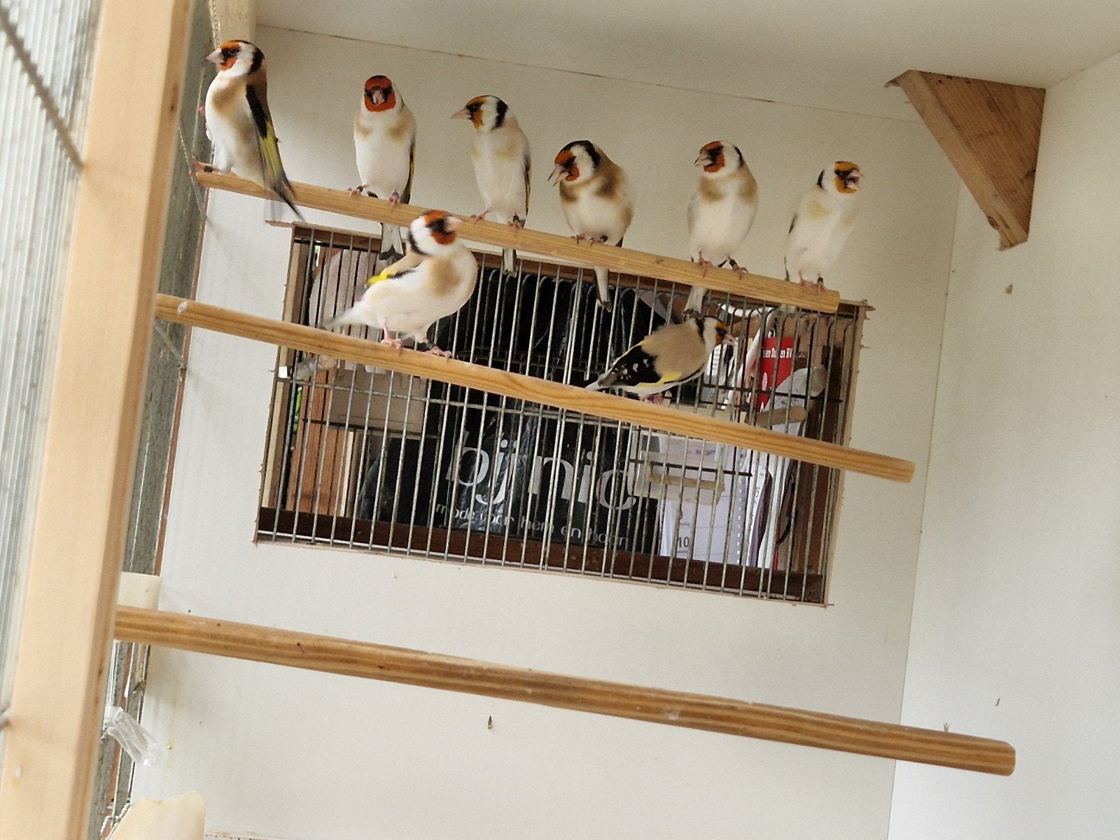 mooie heldere major putters, Dieren en Toebehoren, Meerdere dieren, Wildzangvogel, Geringd